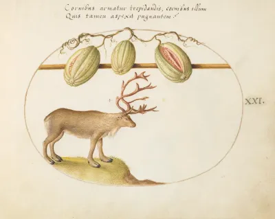 Animalia Qvadrvpedia et Reptilia (Terra): Plate XXI