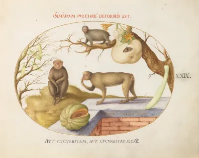 Animalia Qvadrvpedia et Reptilia (Terra): Plate XXIX
