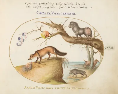 Animalia Qvadrvpedia et Reptilia (Terra): Plate XXVII