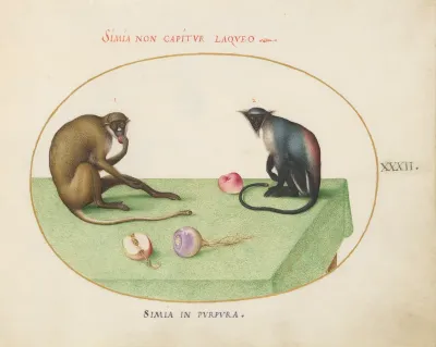 Animalia Qvadrvpedia et Reptilia (Terra): Plate XXXII