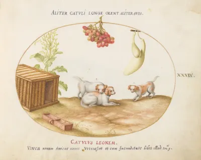 Animalia Qvadrvpedia et Reptilia (Terra): Plate XXXIX