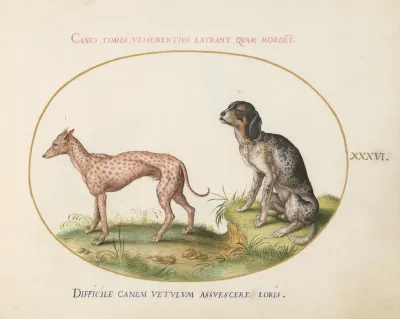 Animalia Qvadrvpedia et Reptilia (Terra): Plate XXXVI