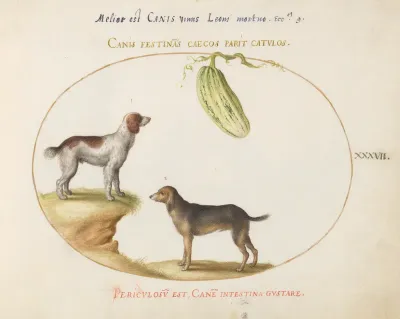 Animalia Qvadrvpedia et Reptilia (Terra): Plate XXXVII