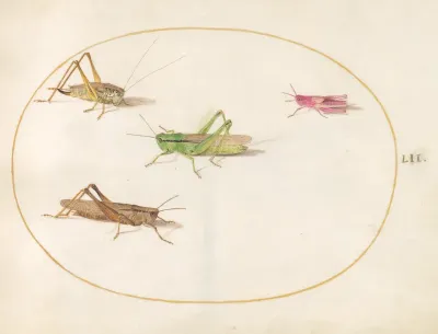 Animalia Rationalia et Insecta (Ignis):  Plate LII