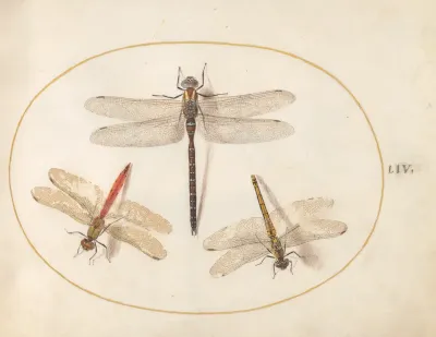 Animalia Rationalia et Insecta (Ignis):  Plate LIV