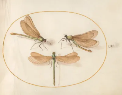 Animalia Rationalia et Insecta (Ignis):  Plate LV