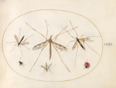 Animalia Rationalia et Insecta (Ignis):  Plate LVII