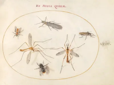 Animalia Rationalia et Insecta (Ignis):  Plate LVIII