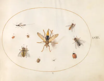 Animalia Rationalia et Insecta (Ignis):  Plate LXII