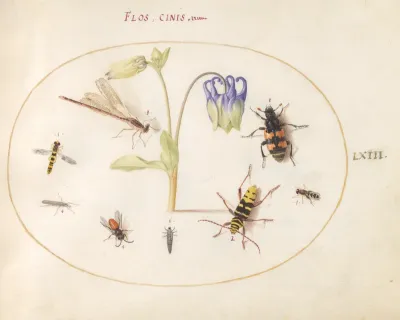 Animalia Rationalia et Insecta (Ignis):  Plate LXIII