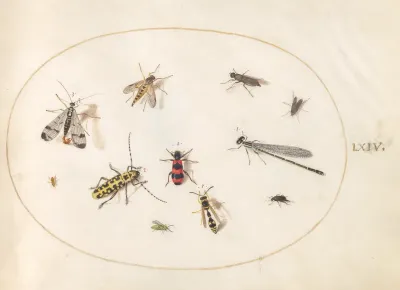 Animalia Rationalia et Insecta (Ignis):  Plate LXIV
