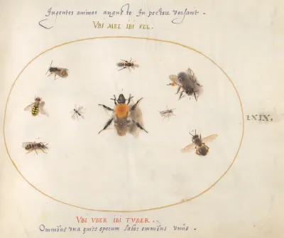 Animalia Rationalia et Insecta (Ignis):  Plate LXIX