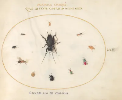 Animalia Rationalia et Insecta (Ignis):  Plate LXV