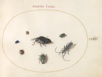 Animalia Rationalia et Insecta (Ignis):  Plate LXVI
