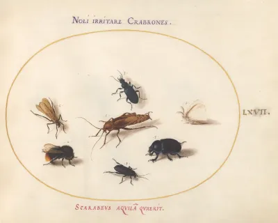 Animalia Rationalia et Insecta (Ignis):  Plate LXVII