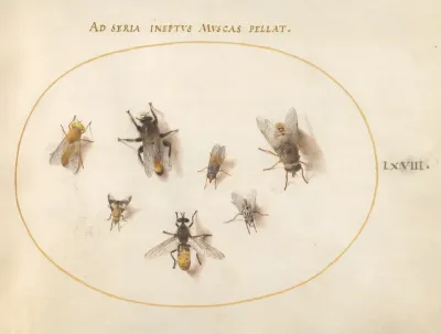 Animalia Rationalia et Insecta (Ignis):  Plate LXVIII