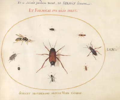 Animalia Rationalia et Insecta (Ignis):  Plate LXX