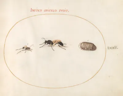 Animalia Rationalia et Insecta (Ignis):  Plate LXXI