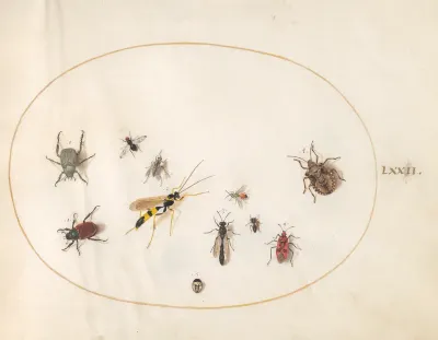 Animalia Rationalia et Insecta (Ignis):  Plate LXXII