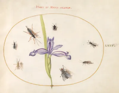 Animalia Rationalia et Insecta (Ignis):  Plate LXXV