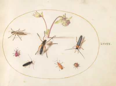 Animalia Rationalia et Insecta (Ignis):  Plate LXXVI