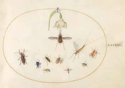 Animalia Rationalia et Insecta (Ignis):  Plate LXXVII