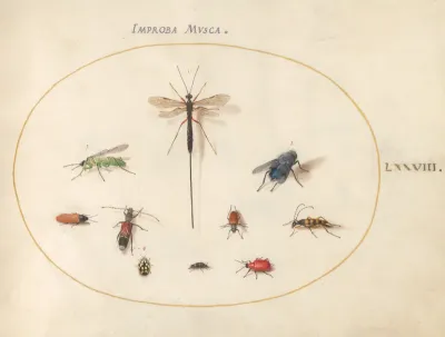 Animalia Rationalia et Insecta (Ignis):  Plate LXXVIII