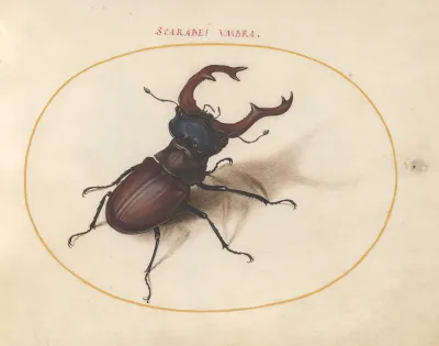 Animalia Rationalia et Insecta (Ignis):  Plate V