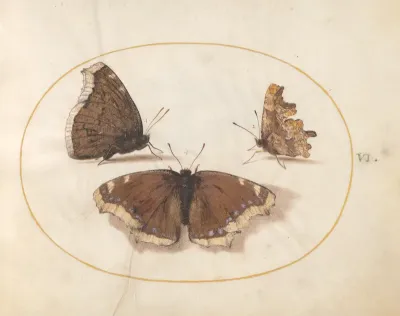 Animalia Rationalia et Insecta (Ignis):  Plate VI