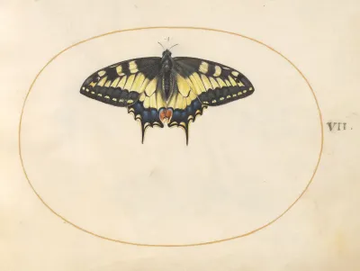 Animalia Rationalia et Insecta (Ignis):  Plate VII