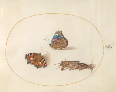 Animalia Rationalia et Insecta (Ignis):  Plate XI