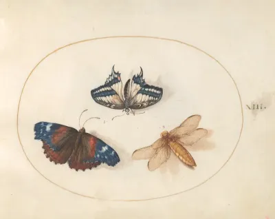 Animalia Rationalia et Insecta (Ignis):  Plate XIII