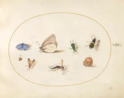 Animalia Rationalia et Insecta (Ignis):  Plate XIX