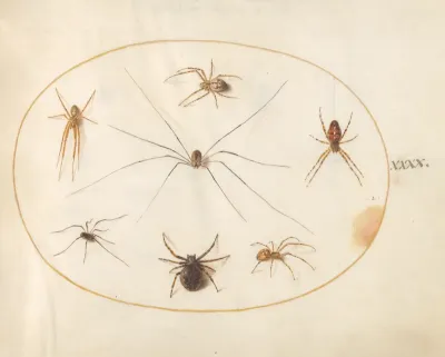 Animalia Rationalia et Insecta (Ignis):  Plate XL