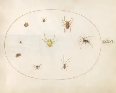 Animalia Rationalia et Insecta (Ignis):  Plate XLI