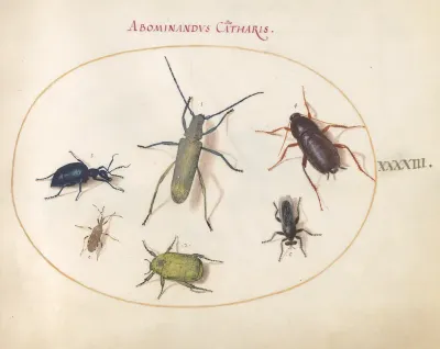 Animalia Rationalia et Insecta (Ignis):  Plate XLIII
