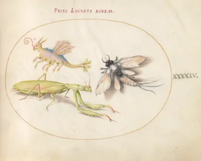 Animalia Rationalia et Insecta (Ignis):  Plate XLIV