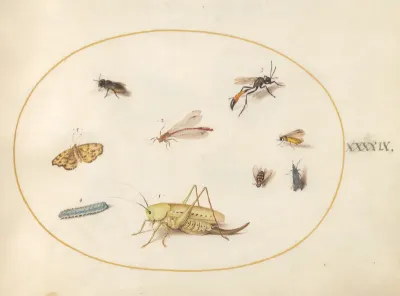 Animalia Rationalia et Insecta (Ignis):  Plate XLIX