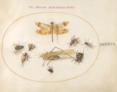 Animalia Rationalia et Insecta (Ignis):  Plate XLVII