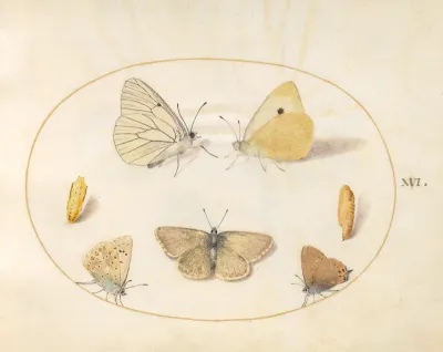 Animalia Rationalia et Insecta (Ignis):  Plate XVI