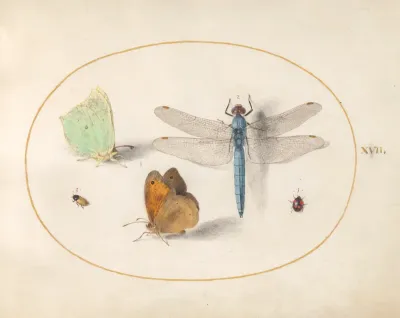 Animalia Rationalia et Insecta (Ignis):  Plate XVII
