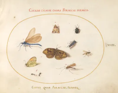 Animalia Rationalia et Insecta (Ignis):  Plate XVIII