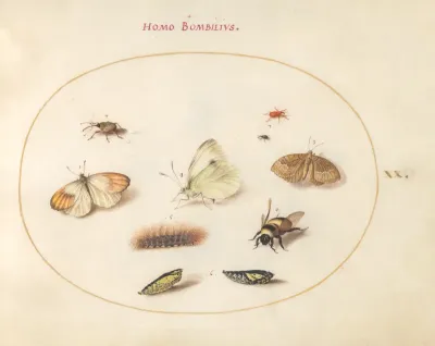 Animalia Rationalia et Insecta (Ignis):  Plate XX