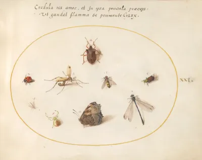 Animalia Rationalia et Insecta (Ignis):  Plate XXI