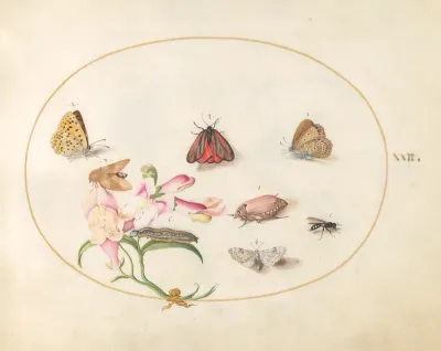 Animalia Rationalia et Insecta (Ignis):  Plate XXII