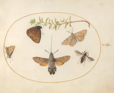 Animalia Rationalia et Insecta (Ignis):  Plate XXIII