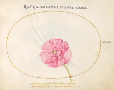 Animalia Rationalia et Insecta (Ignis):  Plate XXIV