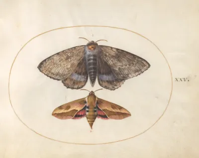 Animalia Rationalia et Insecta (Ignis):  Plate XXV