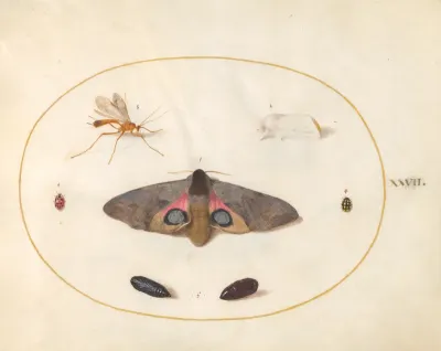 Animalia Rationalia et Insecta (Ignis):  Plate XXVII