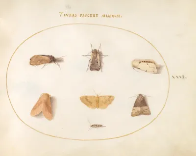 Animalia Rationalia et Insecta (Ignis):  Plate XXXI